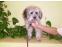 toilettage chien