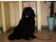 toilettage chien
